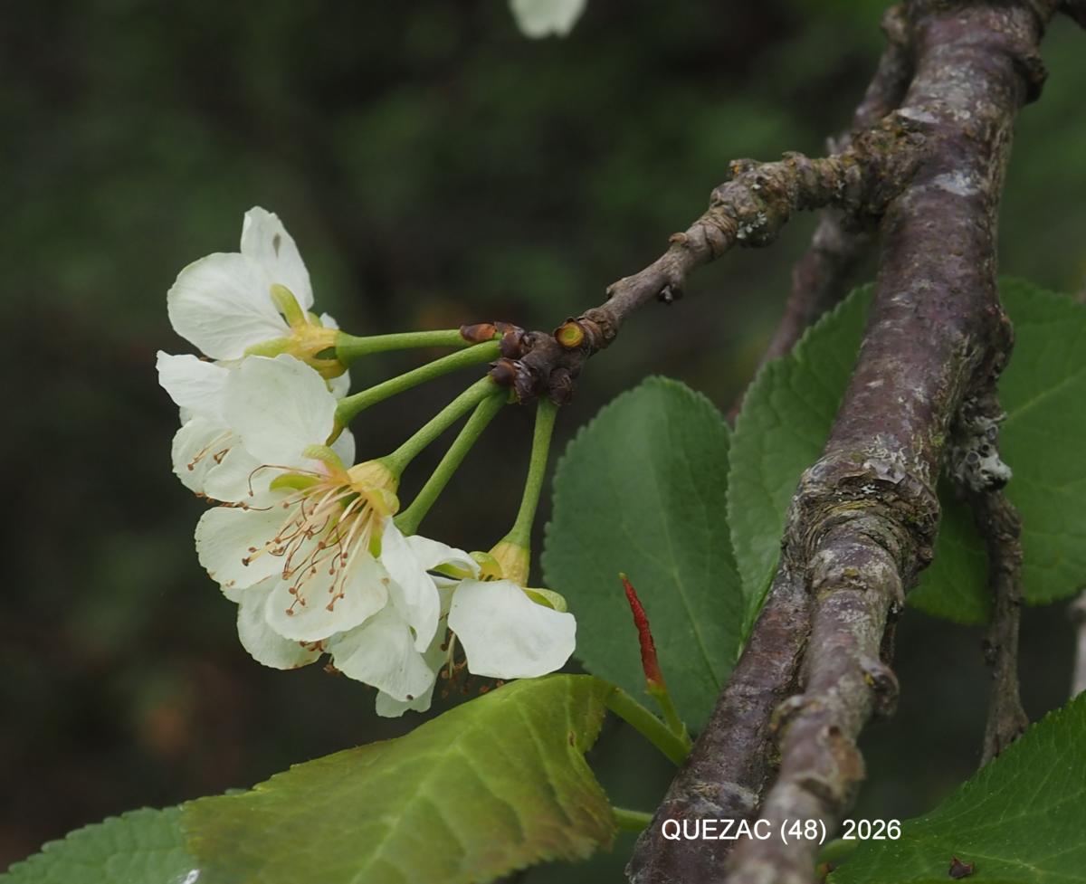 Damson flower